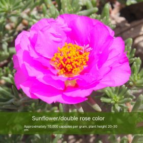 Double-petal SUNFLOWER Colorful Grow Up Easily Indoor And Outdoor Potted Seeds (Option: Rose Red-500g)
